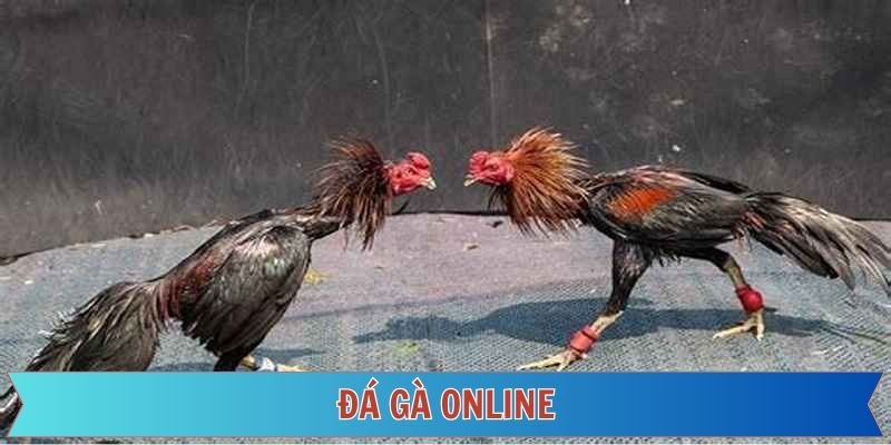 đá gà online