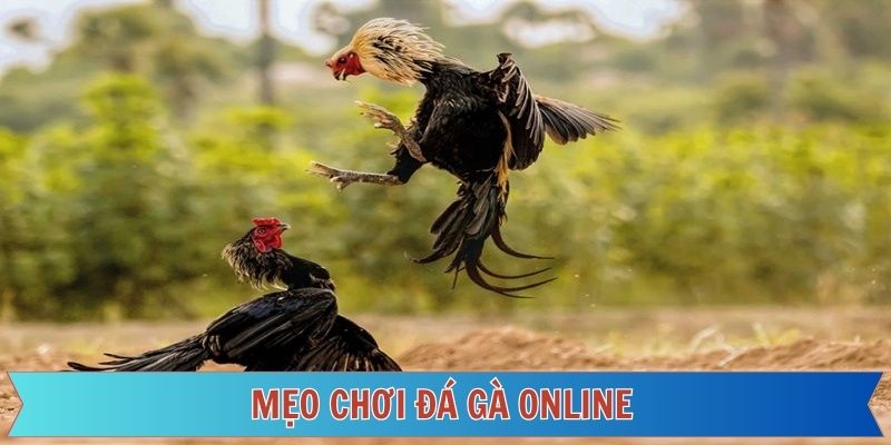 Bật mí bí kíp đặt cược đá gà online thắng lớn
