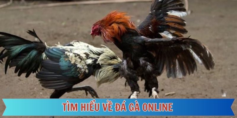 Khái quát đôi nét về sân chơi đá gà online