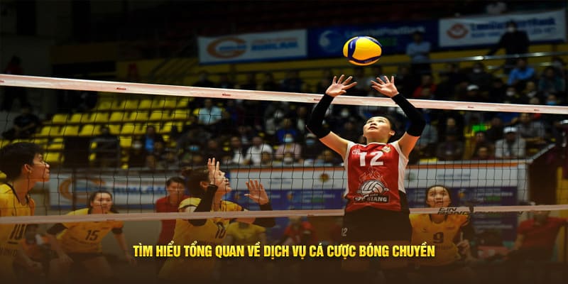Tìm hiểu tổng quan về dịch vụ cá cược bóng chuyền